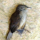 Life, Death, and the Odds: Perils of a First Year Bird