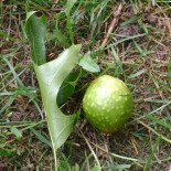 What is a Gall, after All?