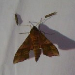 The Mid-Summer Moth Mingle