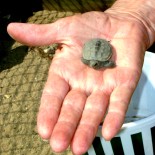 Turtles from the Dust:  Endangered Terrapins in Rhode Island