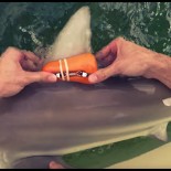 Using Accelerometers to Track Shark Stress
