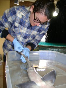 URI grad student Abigail Bockus draws blood from a spiny dogfish.  