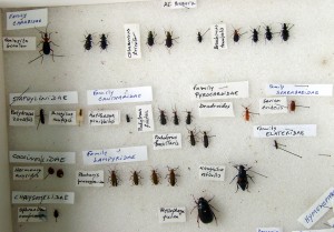 A few of the beetles collected by Saturday morning.  