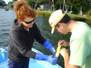 Somers and Harkins measuring and sexing blue crabs. 