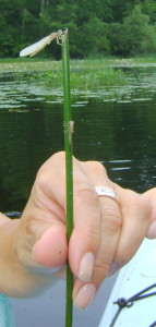 Two teneral adults on one piece of pickerel weed.  