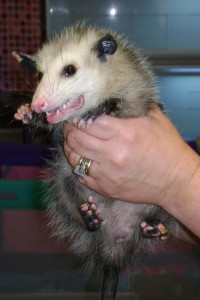 Opossum being rehabbed after a cat injury.
