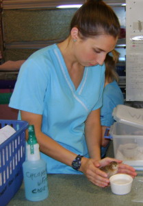 Vet technician Laura Kenyon with a guinea hen chick.