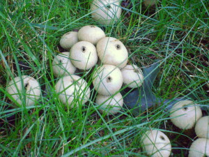 Gem-studded puffball, ready for stomping. 