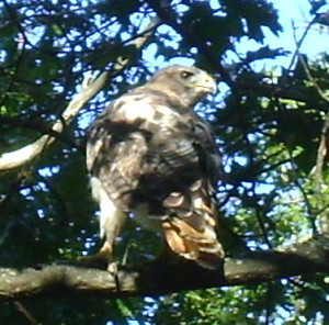 A newly released red tailed hawk gets its bearings.  