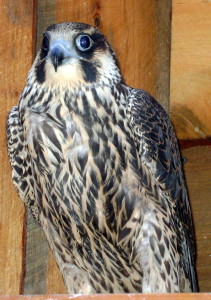 A young female peregrine falcon in a rehabilitation cage. 
