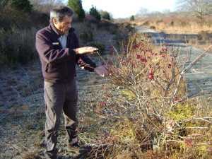 USFW's Charlie Van DerMoer points out a sumac, a Rhode Island native plant, that has suffered serious damage from browsing deer.  