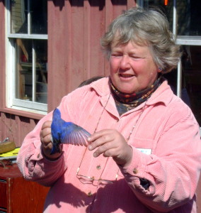 Master Bander Kim Gaffett holds a bluebird as part of her banding demonstration. 