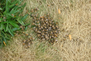 Bees are about to make their way to a portable hive. 