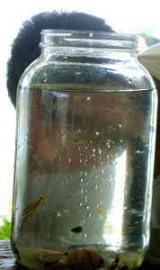A student peers into a makeshift specimen jar. 