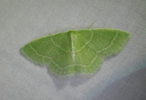Emerald moth (photo: David Gregg)
