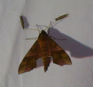 Azalea sphinx moth