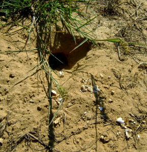 Turtle nest after being excavated by coyote. Note the fragments in the lower part of the picture. 