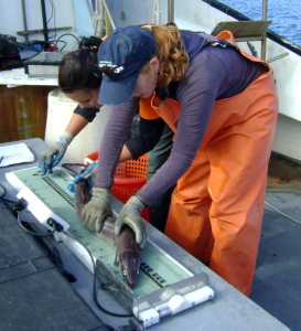 Allee Bruce, left, gets help from Sarah Blackstock in measuring the Conger. 