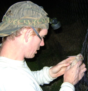 Roger Masse preps a woodcock for tagging. 