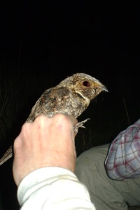 An accidental capture: a Nightjar, caught while feeding on flying insects. 