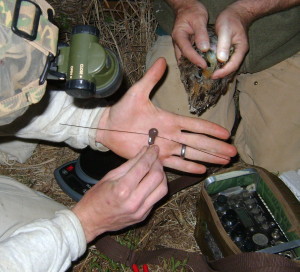 The nanotag and its antenna about to be placed on the Woodcock. 