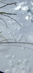 The animal tracks running beside the brush were as numerous as the human tracks. 