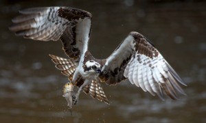 An Osprey carries its meal. In addition to sharp talons, Ospreys have scaley feet that make gripping fish more secure. Photo: Ed Hughes.