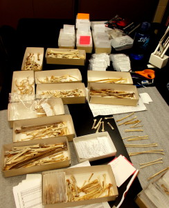 An assortment of bones for comparison and identification
