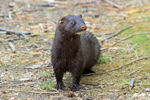 Mink photographed in Tiverton, RI by Butch Lombardi. Used with permission. 