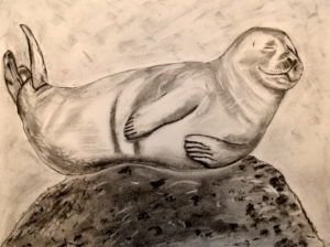 A Harbor seal strikes the "Happy Banana" pose. Charcoal by Hugh Markey. 