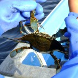 Blue Crabs: Rhode Island’s Next Big Shell Fishery?