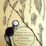 Wintertime Woody Plant I.D. with Rhode Island Natural History Survey