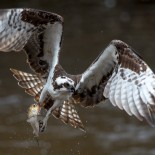 Watching the Raptors: ASRI trains citizens to monitor Ospreys