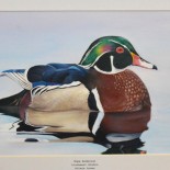 Going Quackers for Ducks:                                                  Junior Duck Stamp Awards