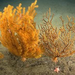 New England’s Marine Monument under Fire: “Review” threatens preservation status
